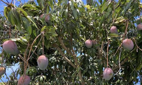 Organic mangoes