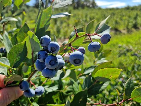 heidelbeeren weltweit