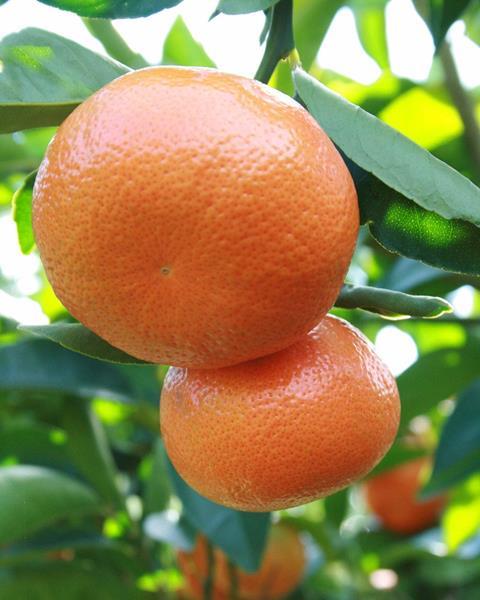 Südafrika: Citrus Growers Association initiiert Online-Plattform Phytclean