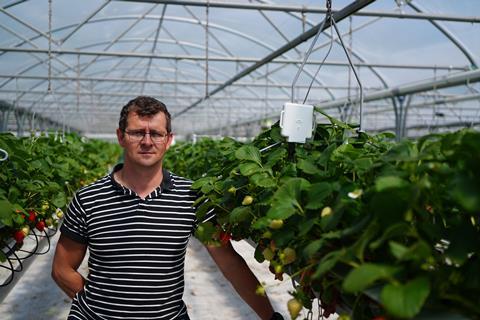 Scottish grower PJ Stirling is monitoring strawberry pollination