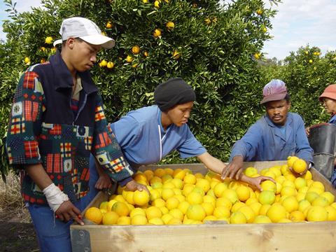 South Africa citrus harvesting Fruitnet