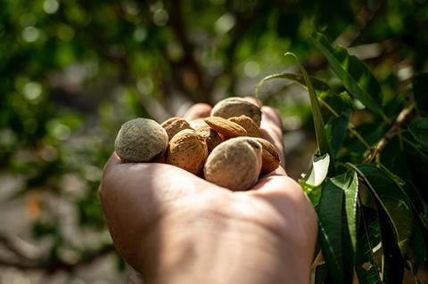 Foto: Veracruz Almonds