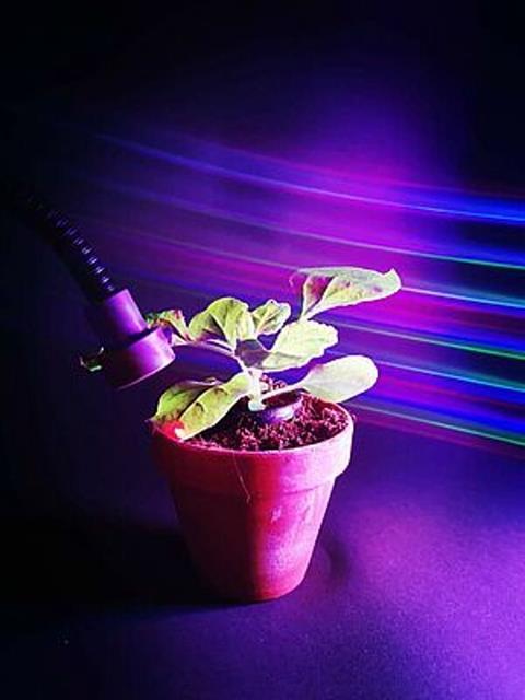 Optogenetik: Mit Licht Pflanzenprozesse steuern