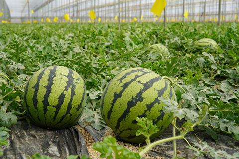 Spanish melons Adobe Stock