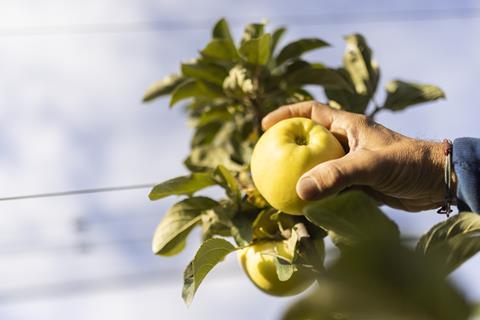 Yello apples being harvested in Italy's South Tyrol region