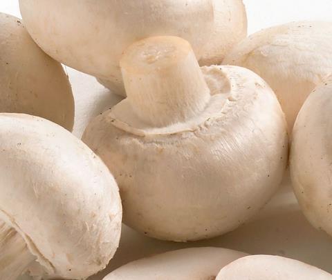 Champignons_Nahaufnahme_08.jpg