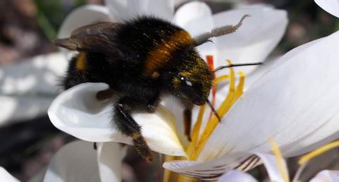 The populations of pollinator insects