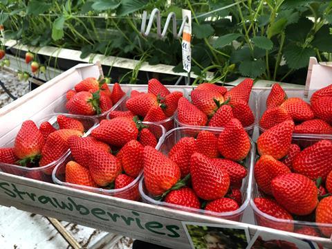 The Greenery erdbeeren