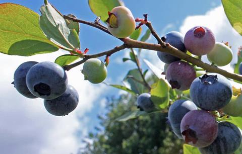 Onubafruit blueberries
