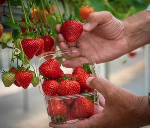 Magnum strawberries