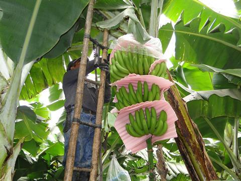 Ecuador: Neue Marke für Bananen