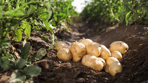 Kartoffeln im Boden