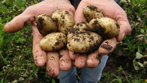 Greenvale and its growers are using Sandy to see where they currently sit in terms of their natural capital and carbon footprint