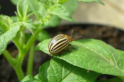 1024px-Imago_of_Colorado_potato_beetle_on_leaf