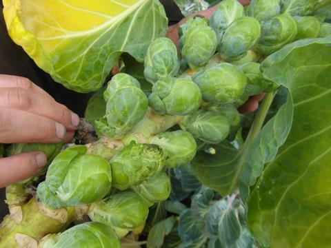 Frisch geernteter Rosenkohl