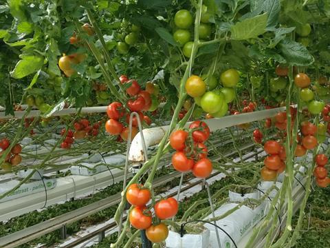 Linde: Mobile Dosierlösung für optimale Tomatenreife