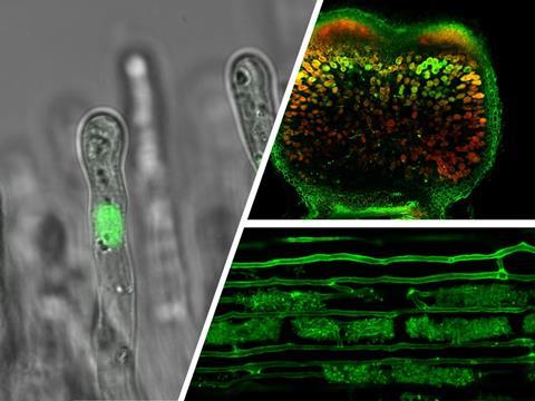 Left-Medicago-truncatula-root-hair-with-flourescent-cell-nucleus-top-right-dye-stained-root-nodule-the-site-of-nitrogen-fixation-bottom-right-stained-image-of-arbuscular-mycorrhizal-fungi-Credit-Edmund-Bridge