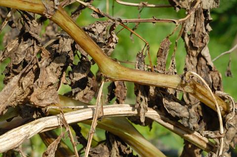 Blight lesions on stems and leaves create infective zoospores as conditions cool