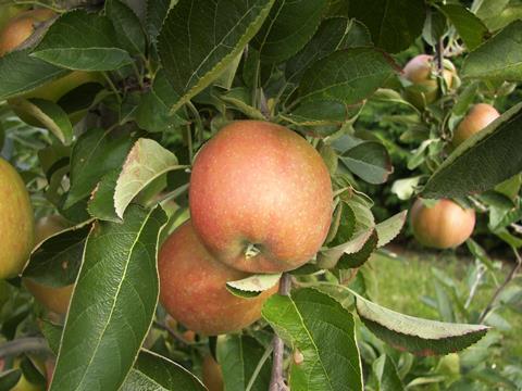 Elbe_Obst_Apfel_Braeburn.JPG