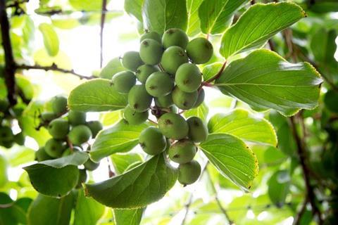 Foto: NZ Kiwiberry Grower Association