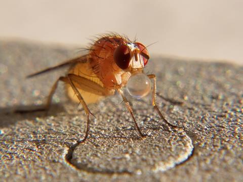 Klimawandel begünstigt Insektizidresistenzen
