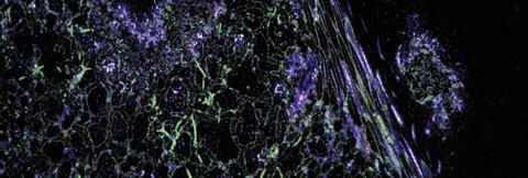 tifRGB_upsampled4_180contrast_invert_disc11_salinas_20230217inoculated_py_0002_frame80