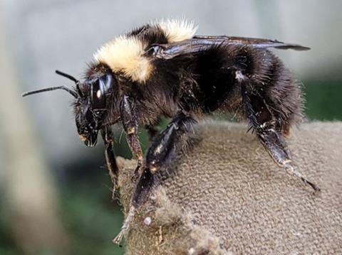 Tonerdhummel