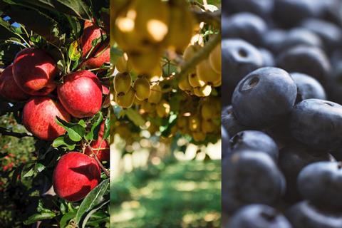 New Zealand apples kiwifruit and berries blueberries fruit fresh produce