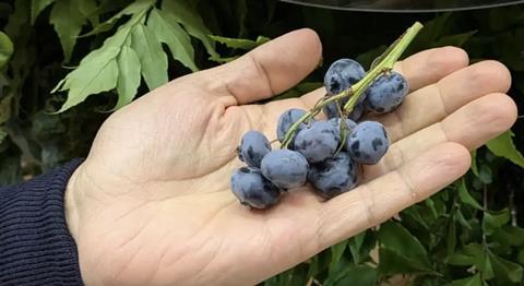Hortifrut blueberries on the vine