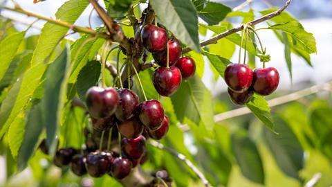 Swiss Fruit Association cherries