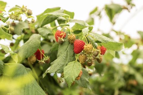 Plant Sciences Genetics Diligence raspberries