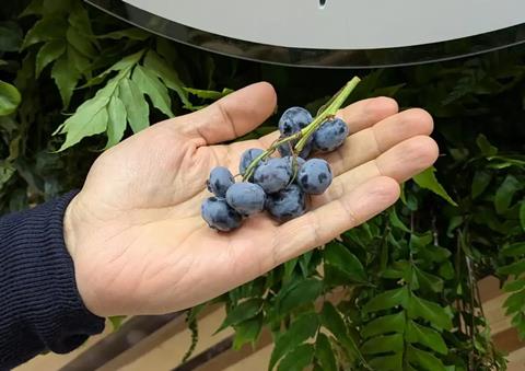 traubenfoermige heidelbeere - frutas de chile