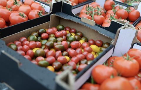 Hazera tomatoes