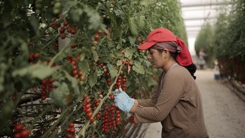 Spanish tomatoes