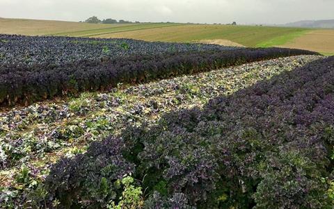 Kalettes