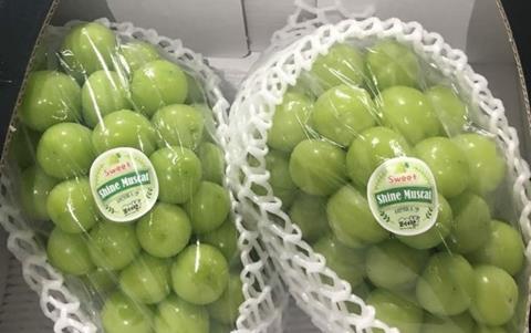 Korea Shine muscat 01-02.Shine muscat