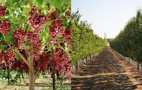 (l-r) Camera Group and Cutri Fruit farms