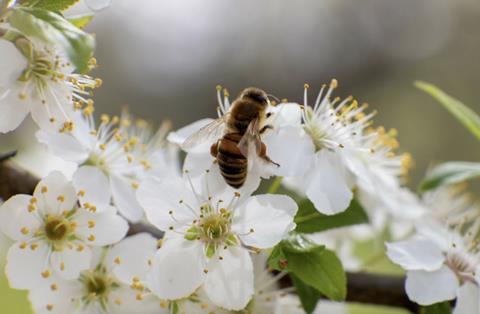 Honeybee fruit blossom Adobe Stock