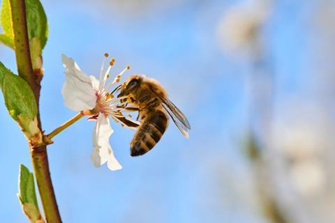 Bee pollinating apple blossom Adobe Stock