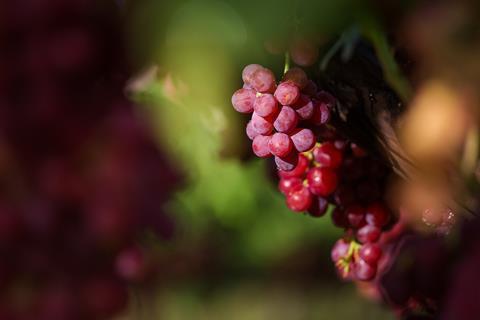 South Africa table grapes Hex River Valley