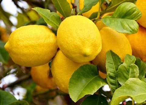 South Africa lemons