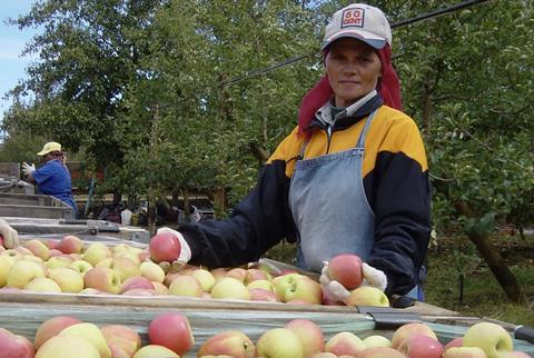 Ceres apple harvesting South Africa