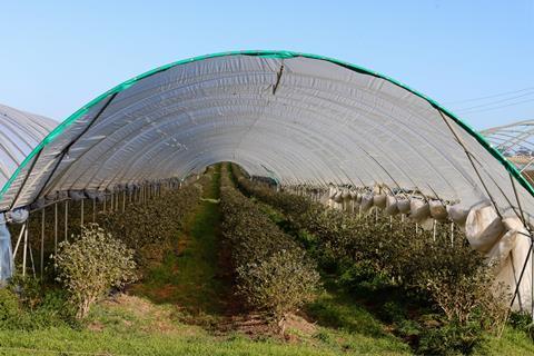 South African blueberries grown in tunnels Adobe