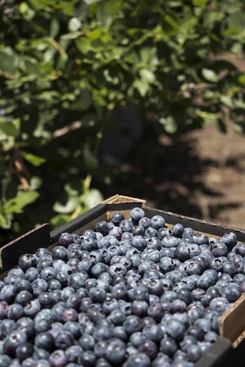 Argentinien: Mehr Blaubeeren per Seeweg