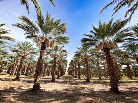 Natural Delights Date Palms