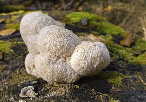 igelstachelbart - deutsche gesellschaft fuer mykologie