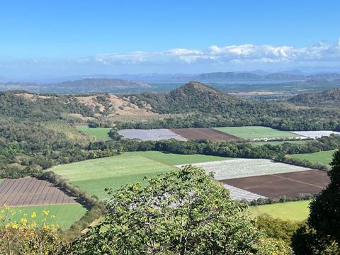 Rica Fruta melon production in Costa Rica