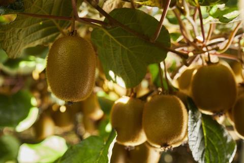 Zespri Green