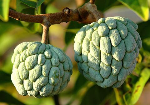 how to eat sugar apple