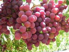 Chile erhöht Ernteprognosen für Trauben